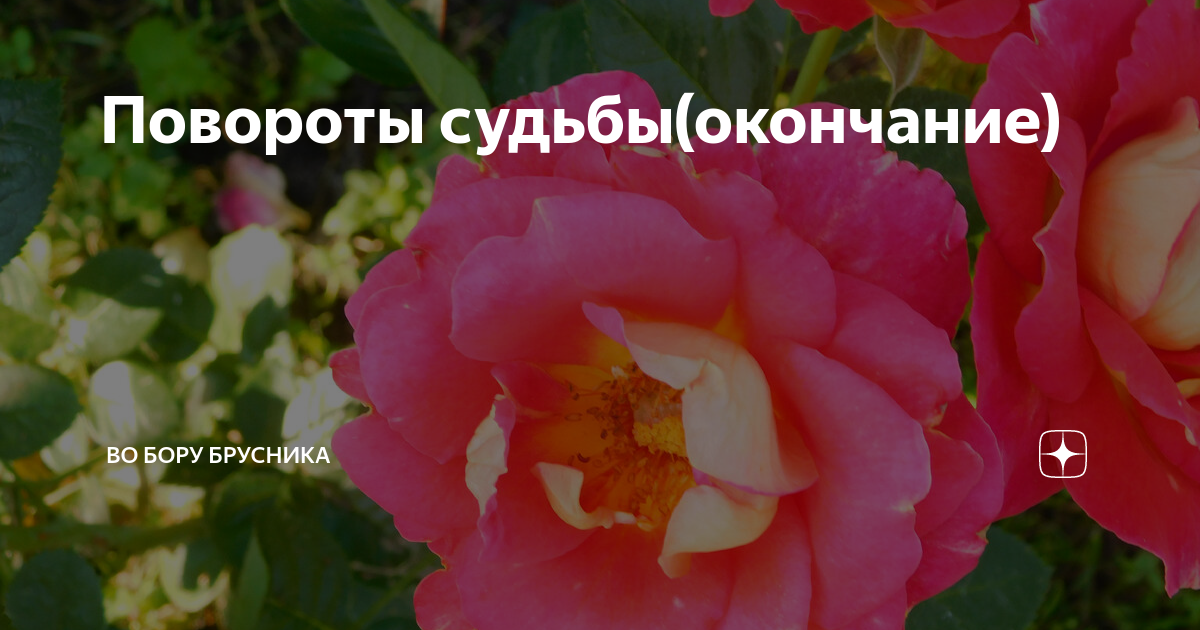 Во бору брусника дзен. Рассказ поворот судьбы во бору брусника. Рассказ поворот судьбы во бору брусника. Рассказ поворот судьбы во бору брусника. Во бору брусника дзен.