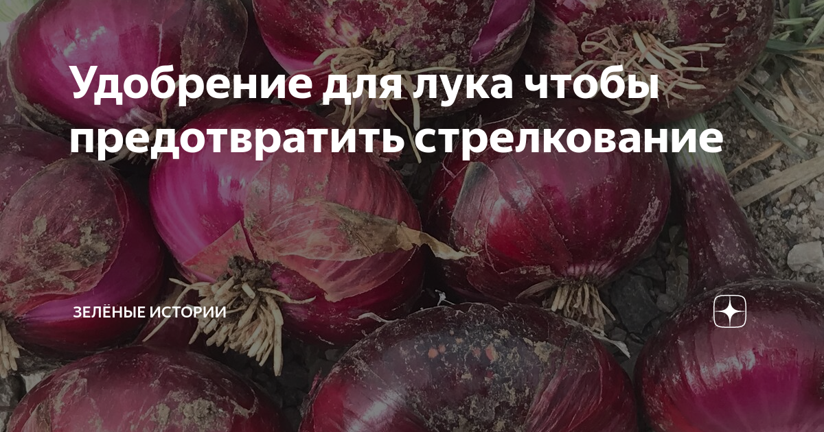 Удобрение для лука чтобы предотвратить стрелкование | Зелёные истории ...