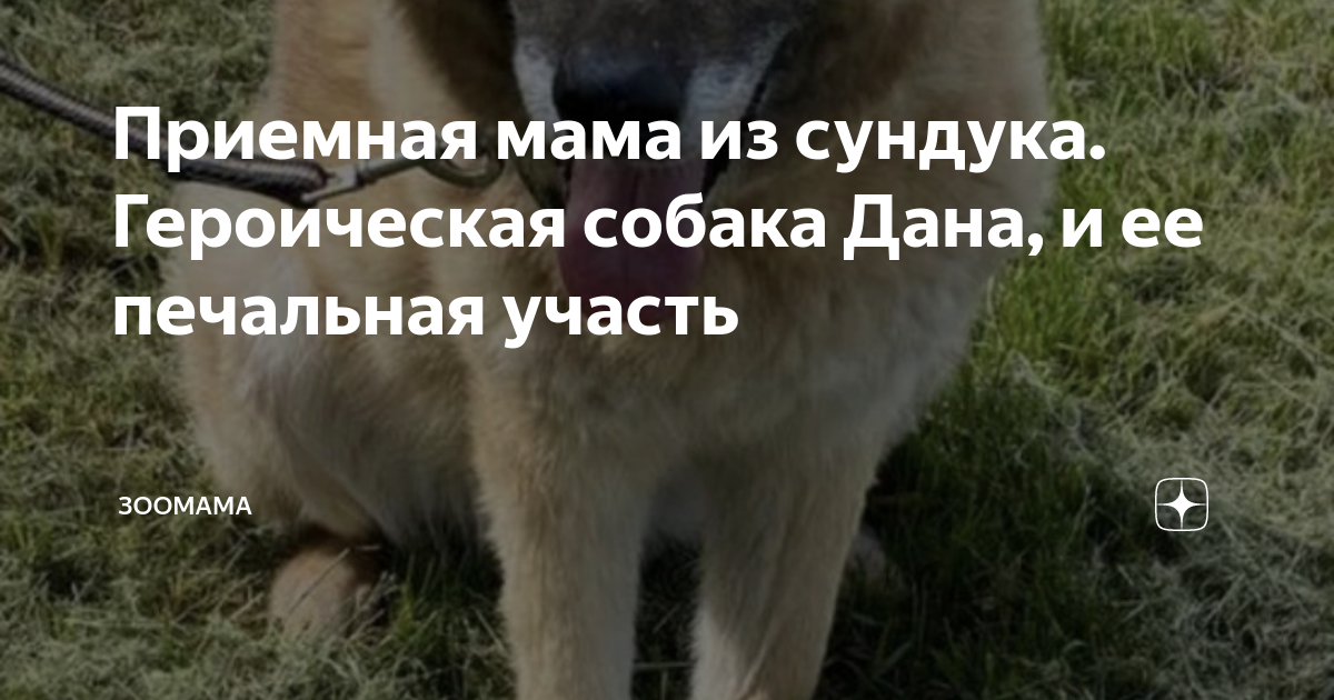 Приемная мама из сундука. Героическая собака Дана, и ее печальная ...
