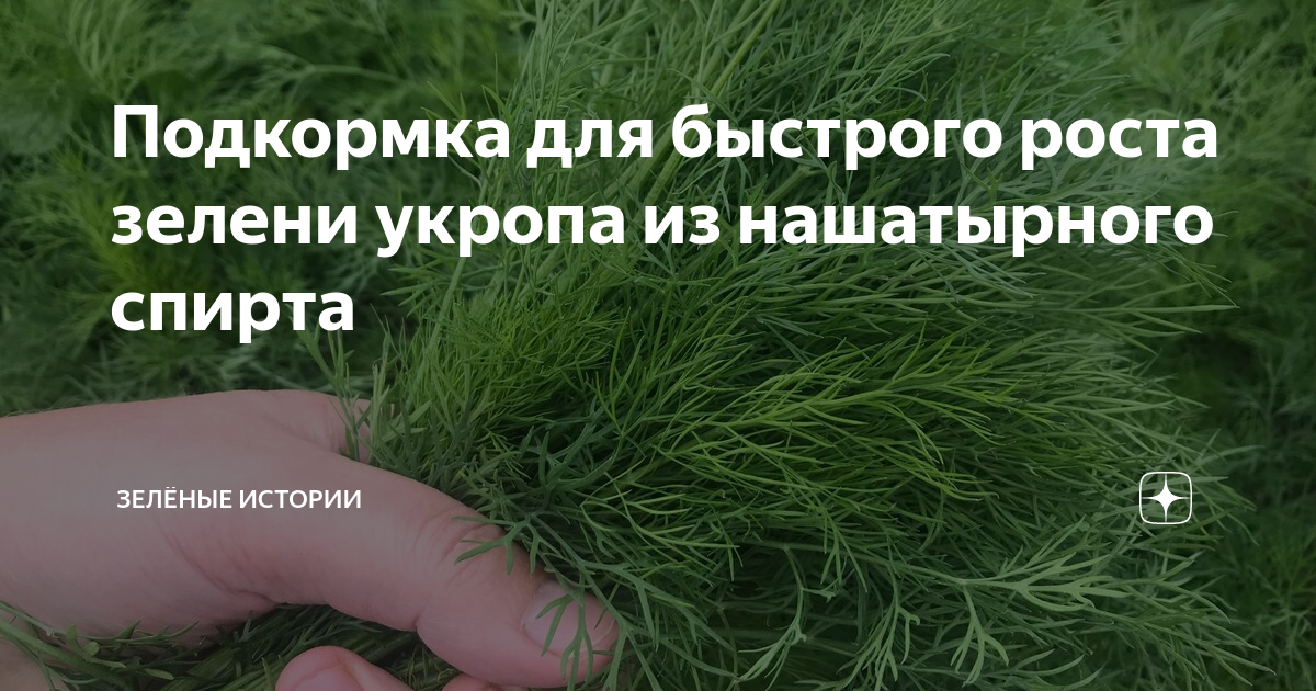 Подкормка для быстрого роста зелени укропа из нашатырного спирта ...