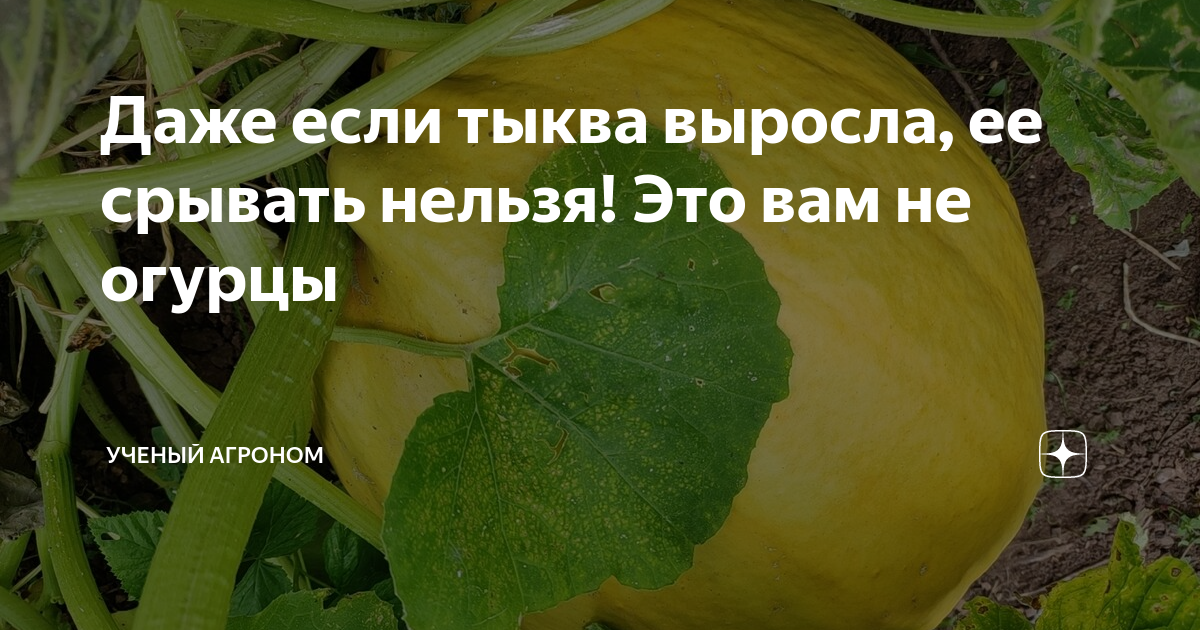 Даже если тыква выросла, ее срывать нельзя! Это вам не огурцы | УЧЕНЫЙ ...