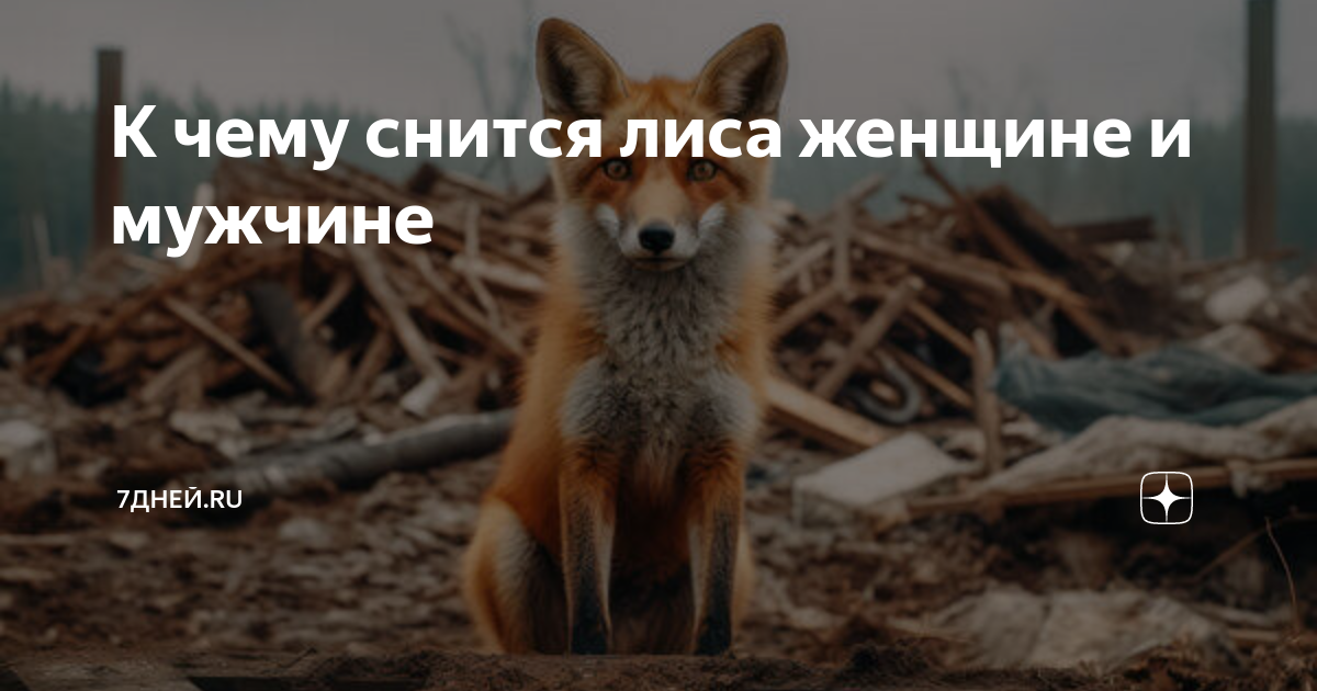 Лисы пара. Сонник, к чему снятся лисы. К чему снится лиса женщине. Во сне лиса приснилась. К чему снится лиса во сне для женщины.