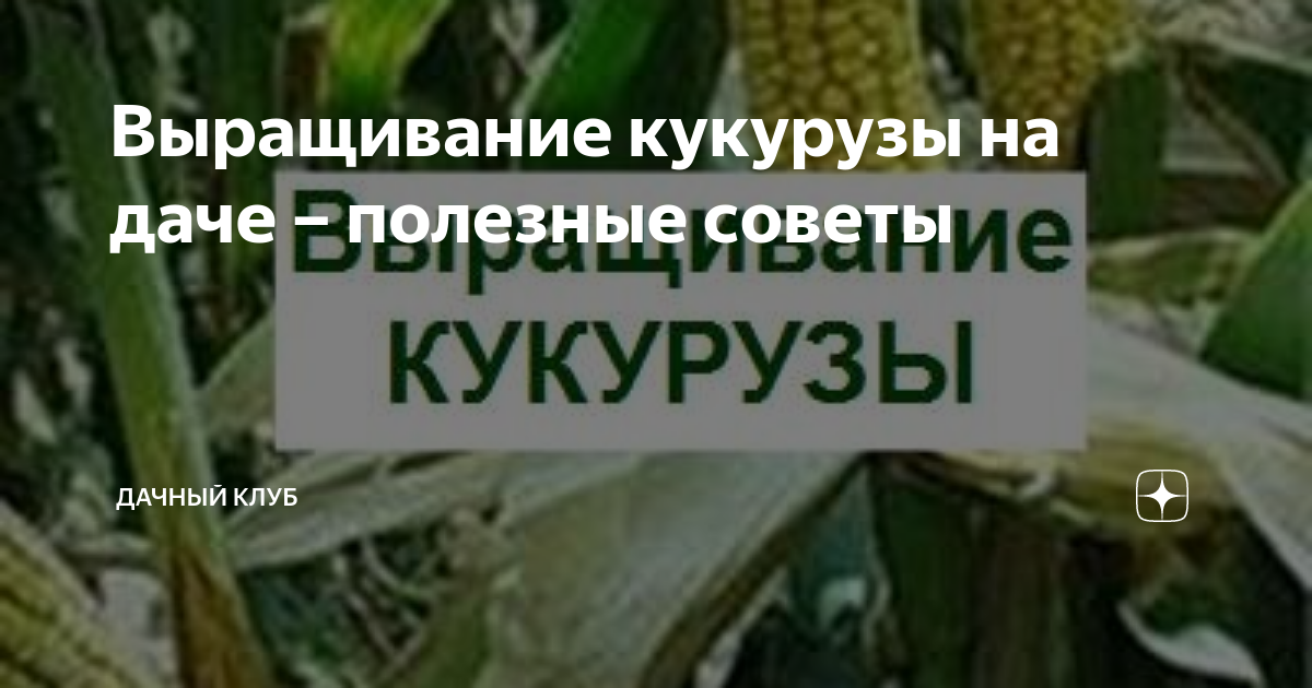 Посадка и уход за сеянцами кукурузы
