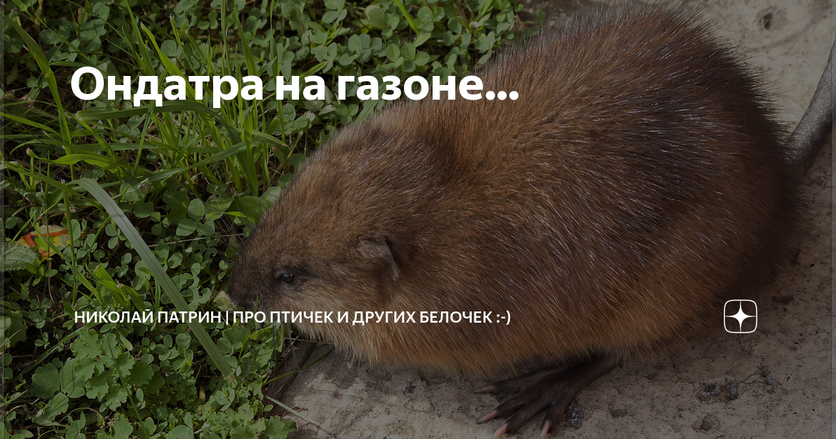 Ондатра сколиозная! Рустам Солнцев про свою престарелую жену #сша #овца ...