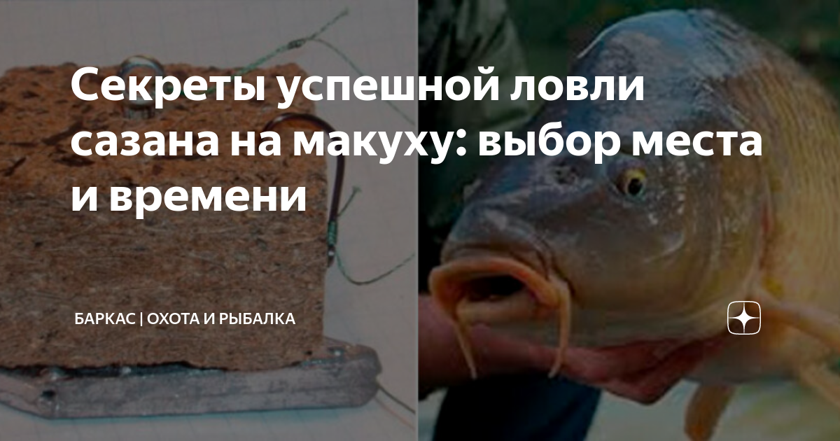 Секреты успешной ловли сазана на макуху: выбор места и времени | Баркас ...