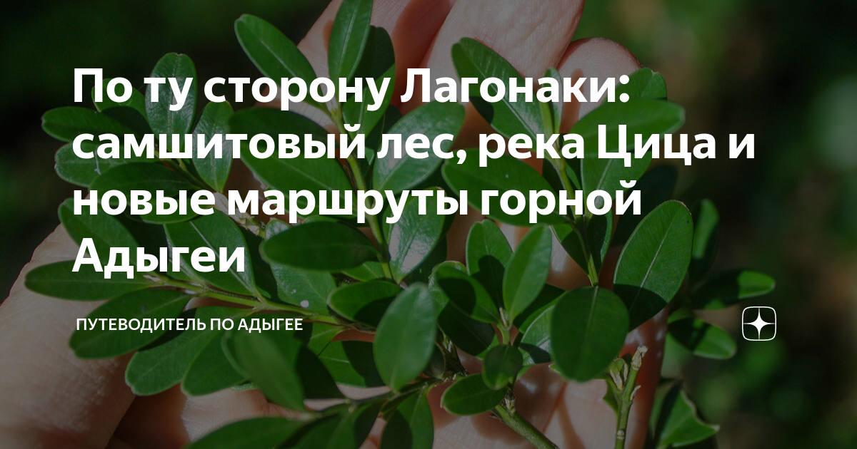 По ту сторону Лагонаки: самшитовый лес, река Цица и новые маршруты ...