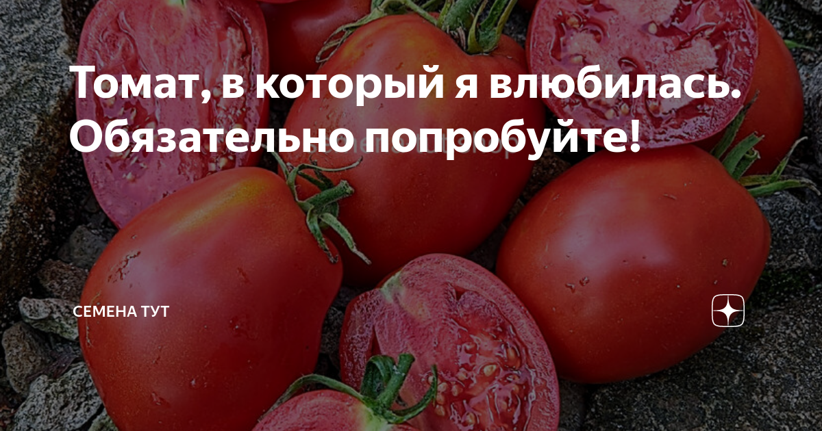 Томат, в который я влюбилась. Обязательно попробуйте! | ТоматовНа! | Дзен