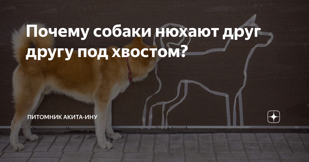 Собаки нюхают под хвостом. Собаки нюхают под хвостом у друг друга. Зачем собаки нюхают под хвостом друг друга. Собака нюхает. Собаки нюхают под хвостом.