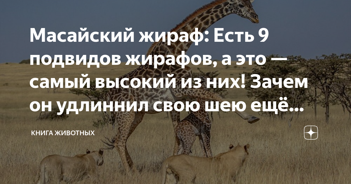 Масайский жираф: Есть 9 подвидов жирафов, а это — самый высокий из них ...