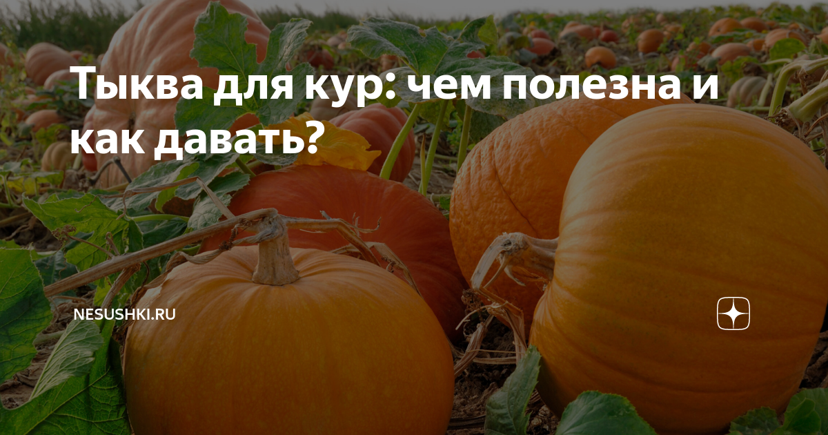 Тыква для кур: чем полезна и как давать? | NESUSHKI.RU | Дзен