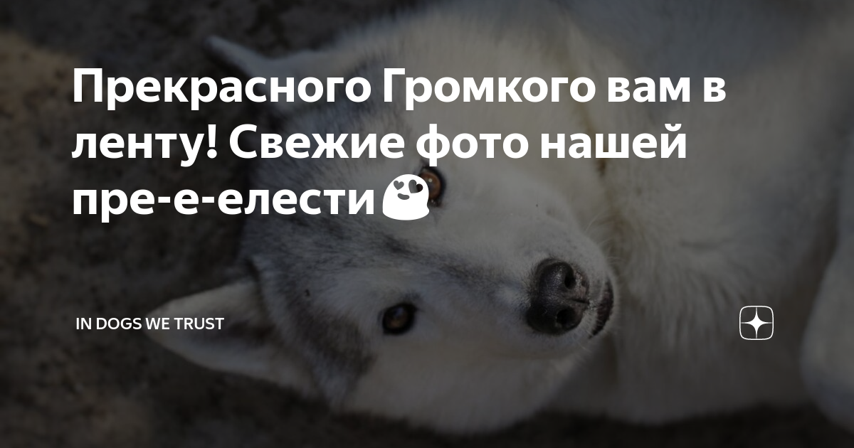 Прекрасного Громкого вам в ленту! Свежие фото нашей пре-е-елести😍 ...