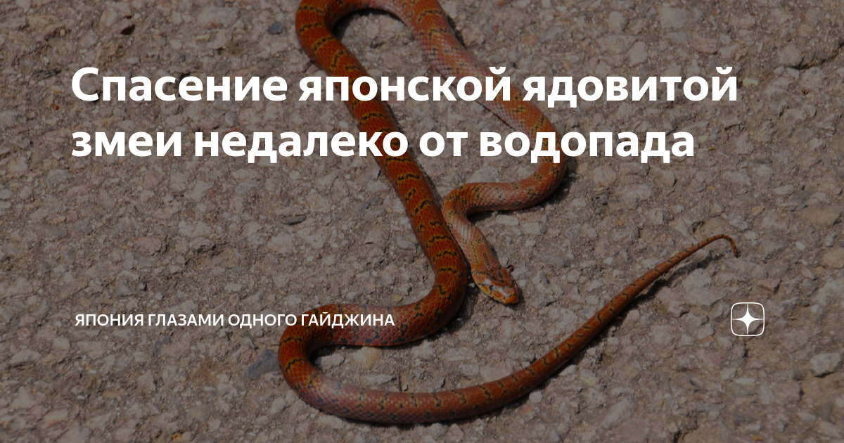 как отличить укус ядовитой змеи от неядовитой