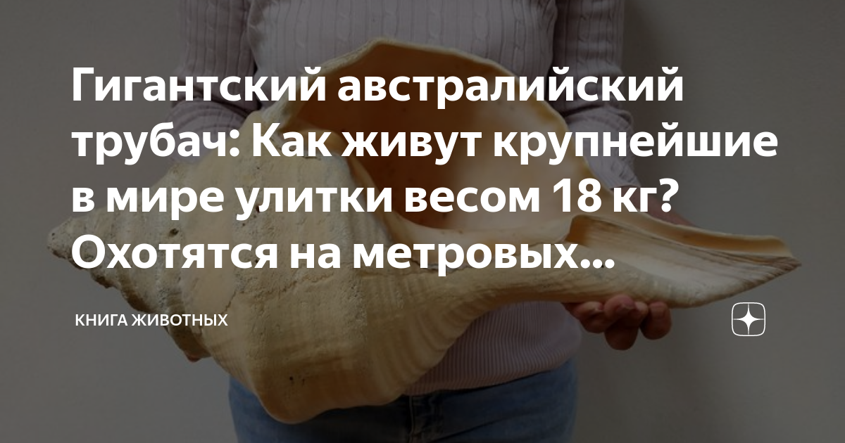 Гигантский австралийский трубач: Как живут крупнейшие в мире улитки ...