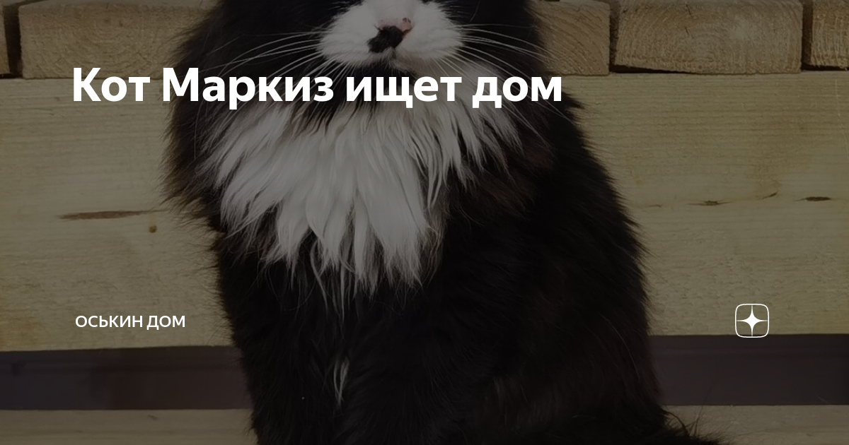 Кот Маркиз ищет дом | Оськин дом | Дзен