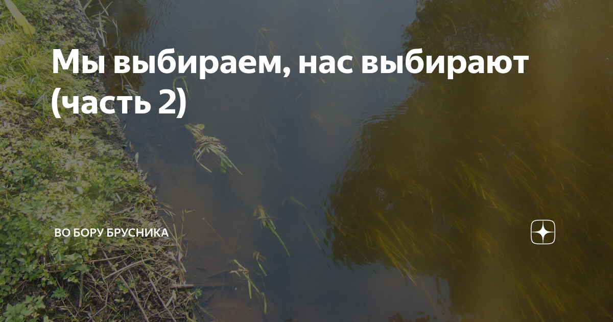 Дзен во бору брусника путеводитель по каналу. Во Бору брусника дзен рассказы. Во Бору брусника дзен. Во Бору брусника дзен читать. Во Бору брусника дзен читать рассказ.