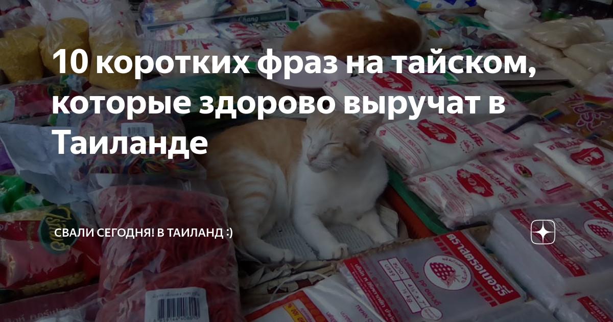 Тайский текст. Тайский кот в Тайланде. Свалить сегодня в Таиланд. Таиландский текст.