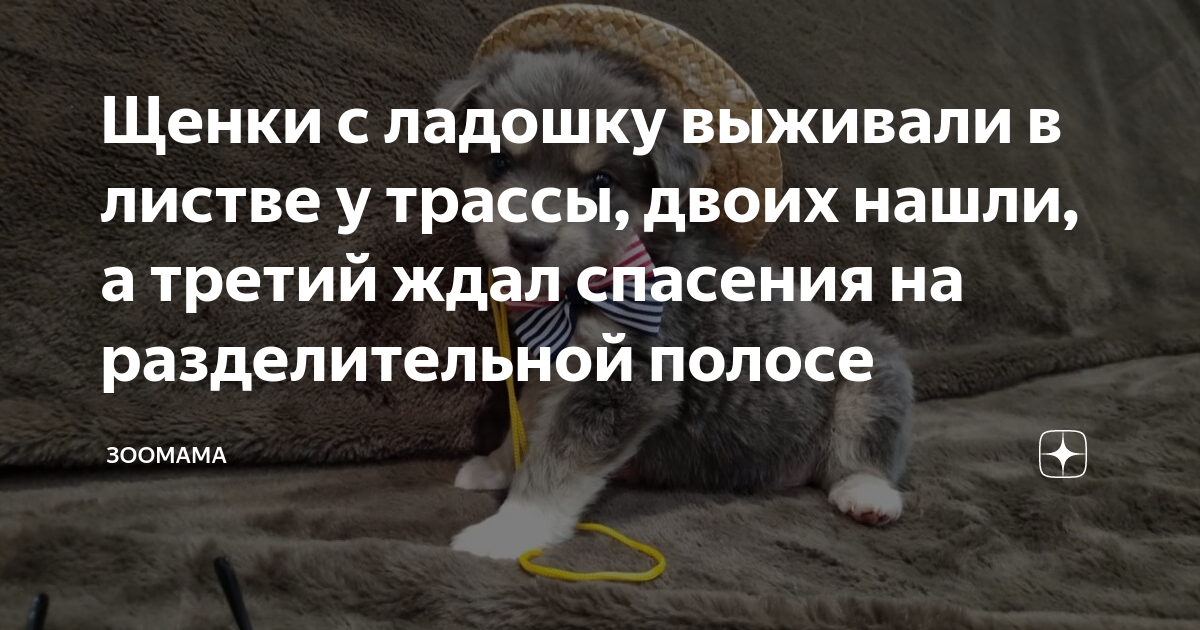 Ожидая спасения. Ожидая спасения