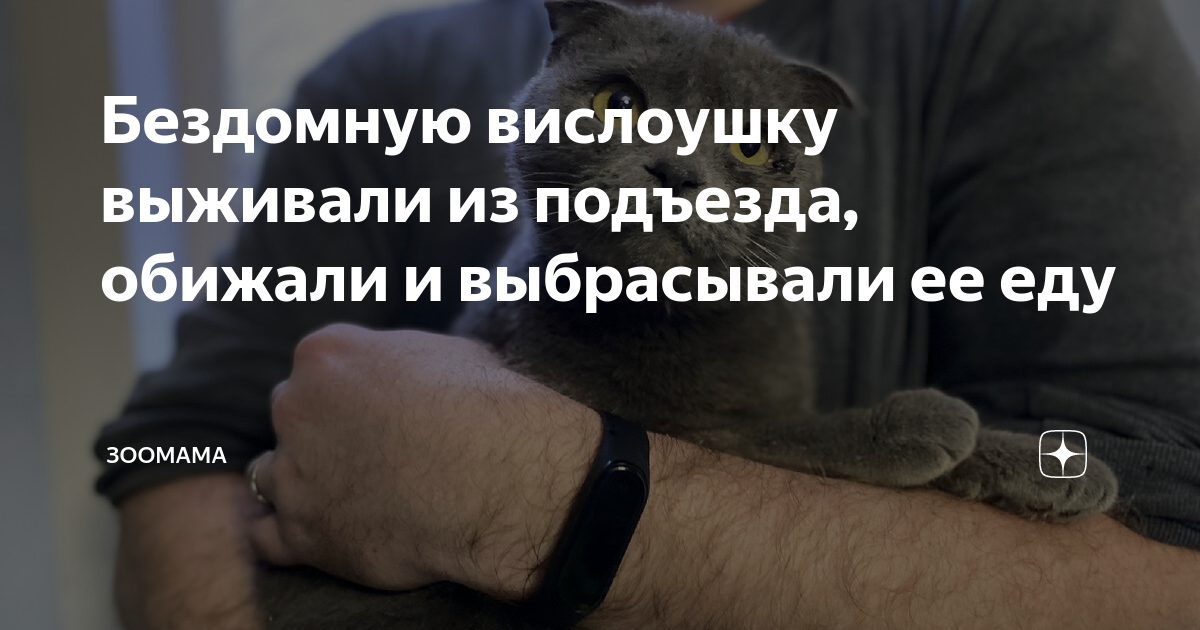 Бездомную вислоушку выживали из подъезда, обижали и выбрасывали ее еду ...