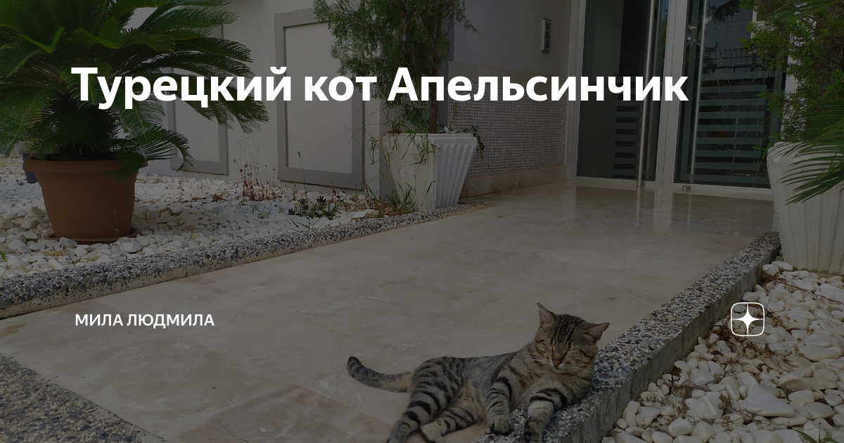 Турецкий кот Апельсинчик | Мила Людмила | Дзен