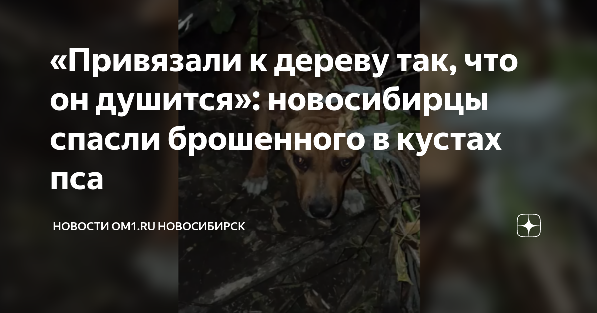 Привязали к дереву так что он душится новосибирцы спасли брошенного в кустах пса Новости 