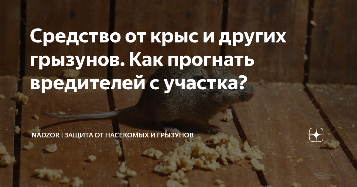 Средство от крыс и других грызунов. Как прогнать вредителей с участка ...