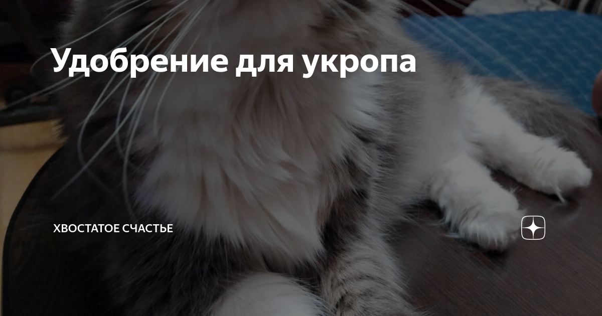 Удобрение для укропа | Хвостатое счастье | Дзен