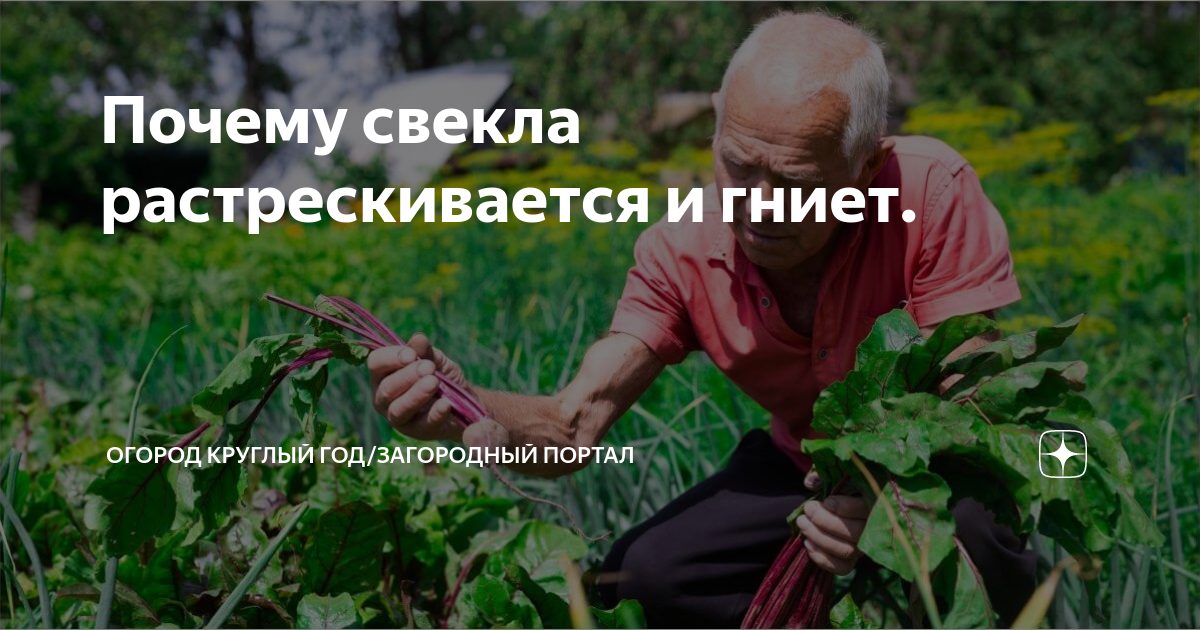 Почему свекла растрескивается и как избежать этой проблемы