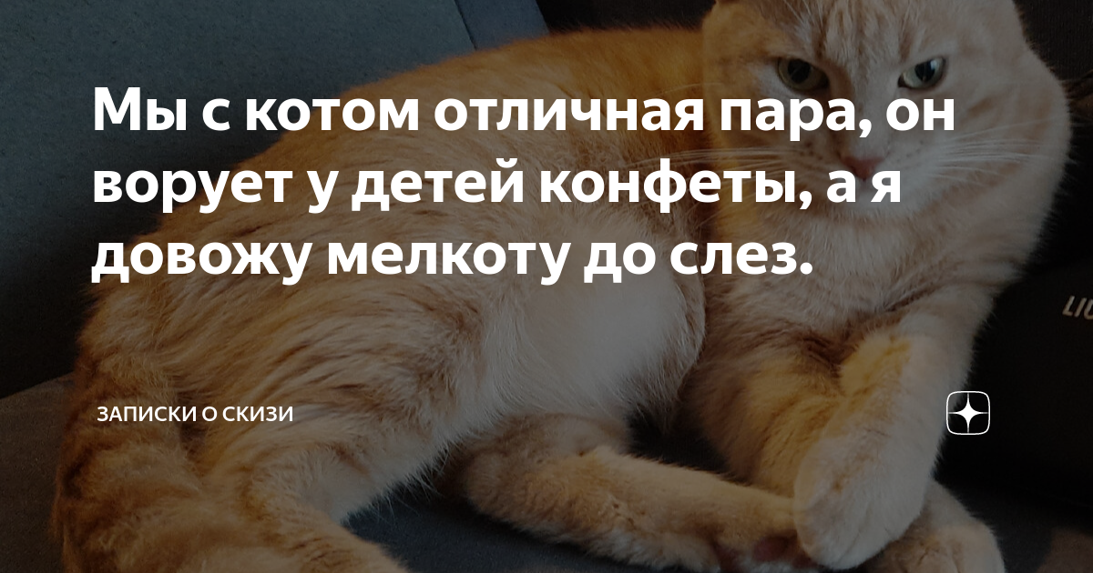 Мы с котом отличная пара, он ворует у детей конфеты, а я довожу мелкоту ...