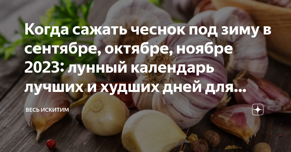 Когда последний срок посадки чеснока? Точные сроки посадки озимого чеснока в 202