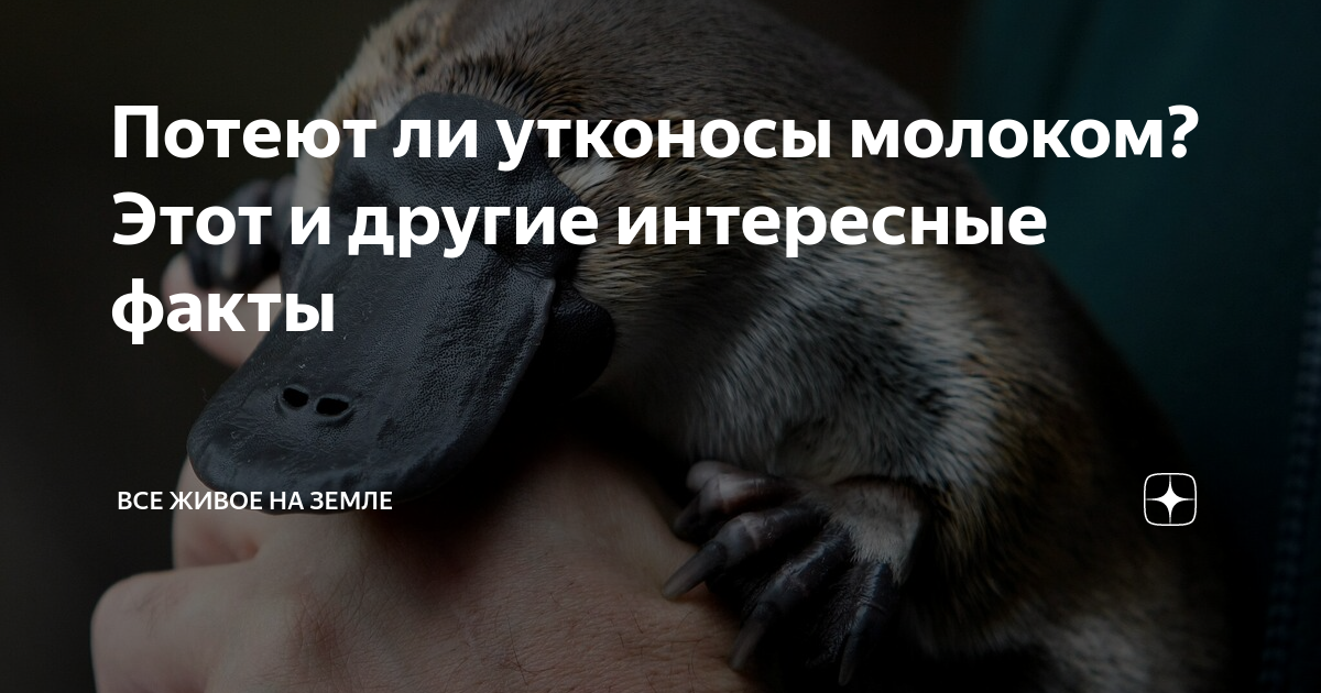 Утконос малыш. Утконосы потеют молоком правда ли. Детеныш утконоса. Утконос домашний питомец. Нос утконоса.
