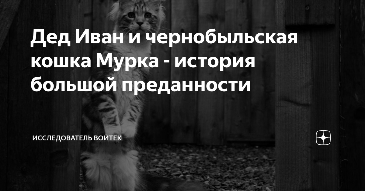 Дед Иван и чернобыльская кошка Мурка - история большой преданности ...