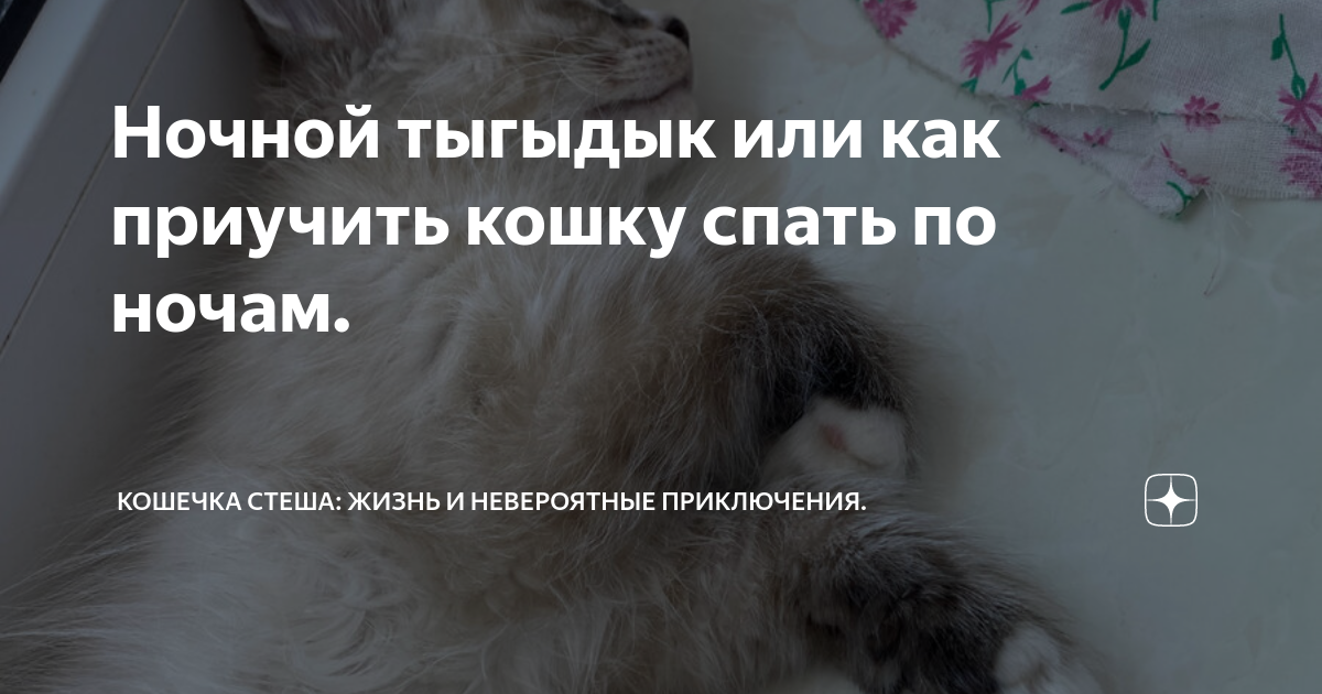 Как приучить котенка спать ночью