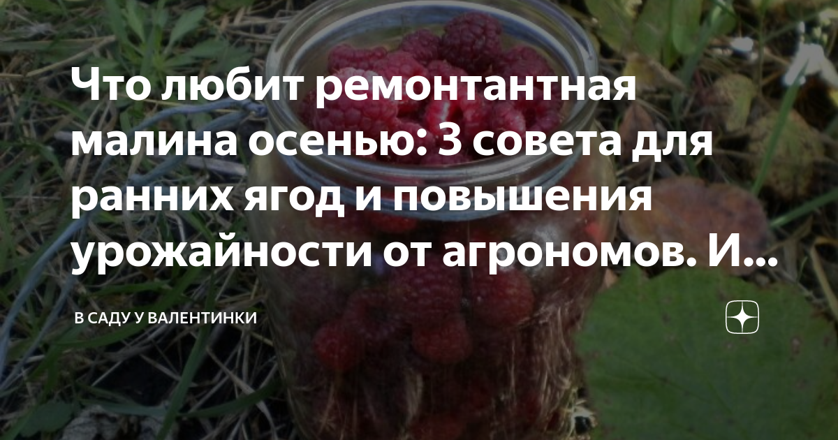 Что любит ремонтантная малина осенью: 3 совета для ранних ягод и ...