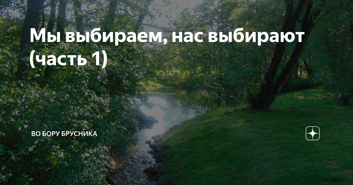 Дзен во бору брусника путеводитель по каналу. Во Бору брусника дзен. Любовь с запахом полыни во Бору брусника дзен.