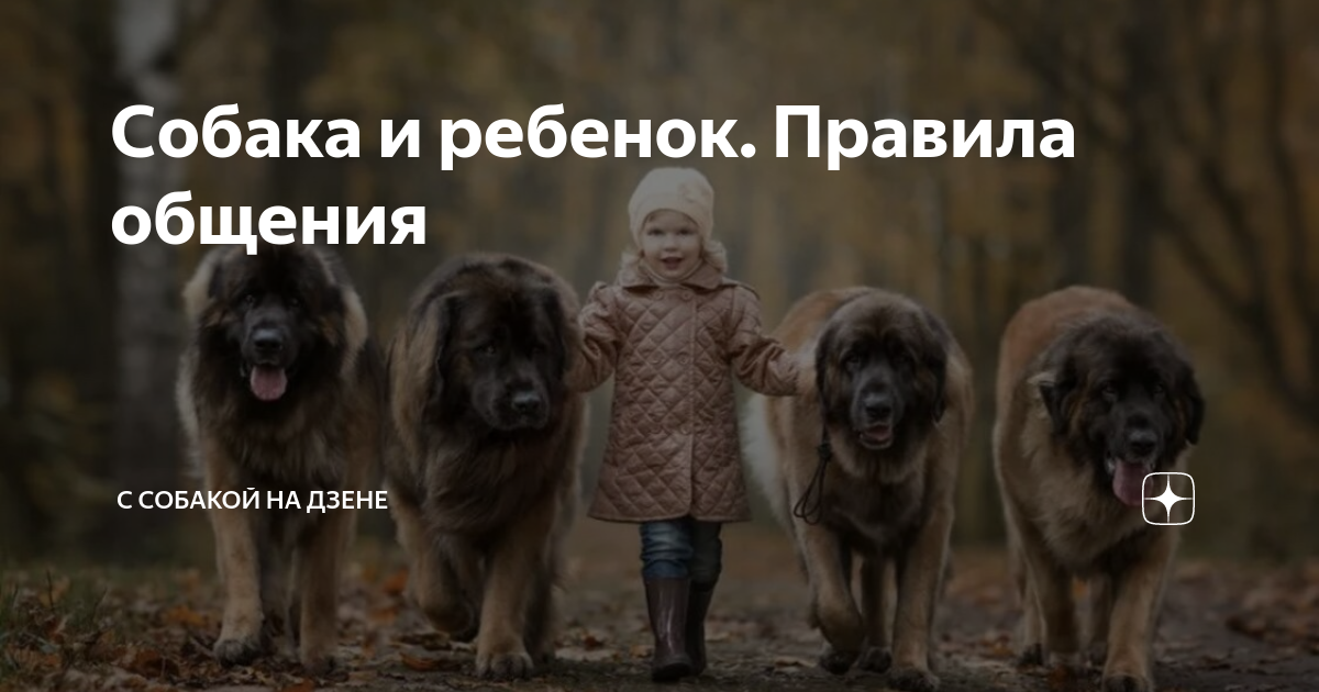 Собака и ребенок. Правила общения | С собакой на дзене | Дзен