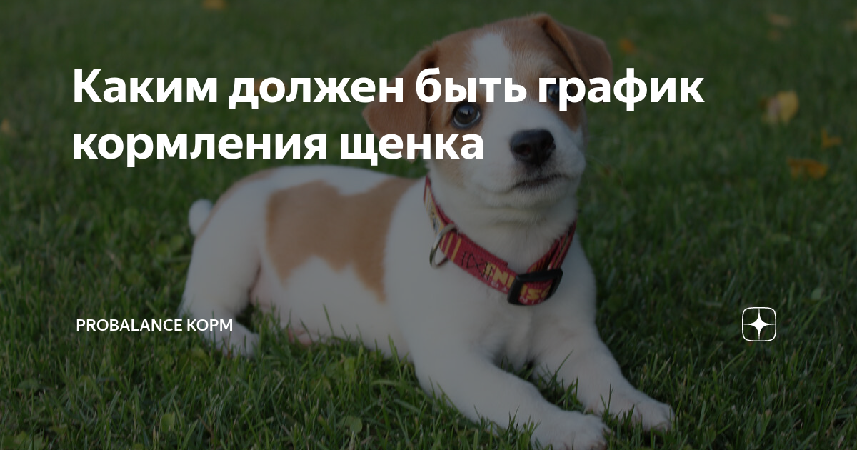 Каким должен быть график кормления щенка | Probalance. Про собак. Про ...
