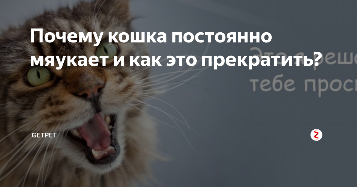 Котенок мяукает что значит