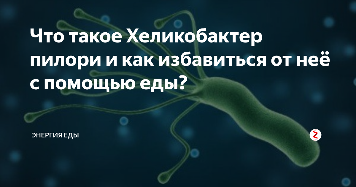 Хеликобактер в желудке лечение у женщин. Бактерия хеликобактер пилори. Продукты убивающие хеликобактер пилори. Бактерии в желудке человека. Хеликобактер пилори симптомы.