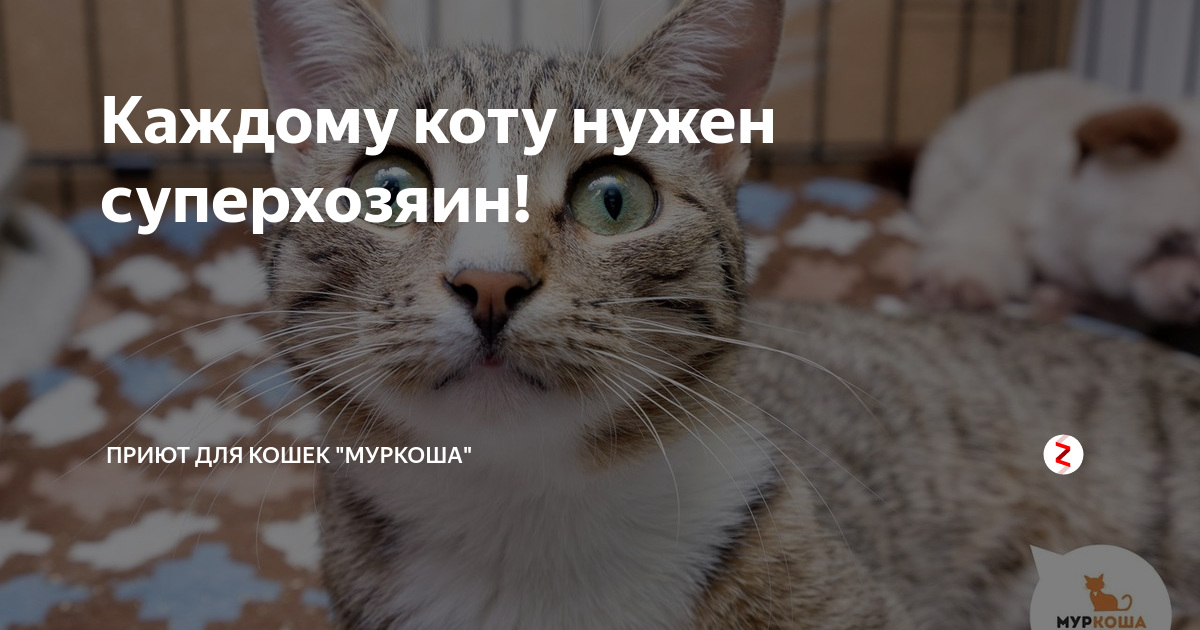 Включи каждый кот