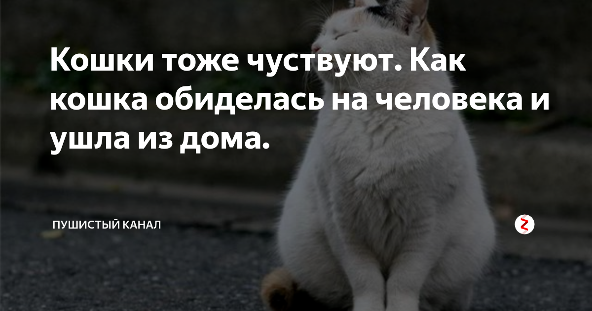 Кот обижает кота что делать. Кошка обиделась. Если кошка уходит из дома. Кто обидел кошку?.