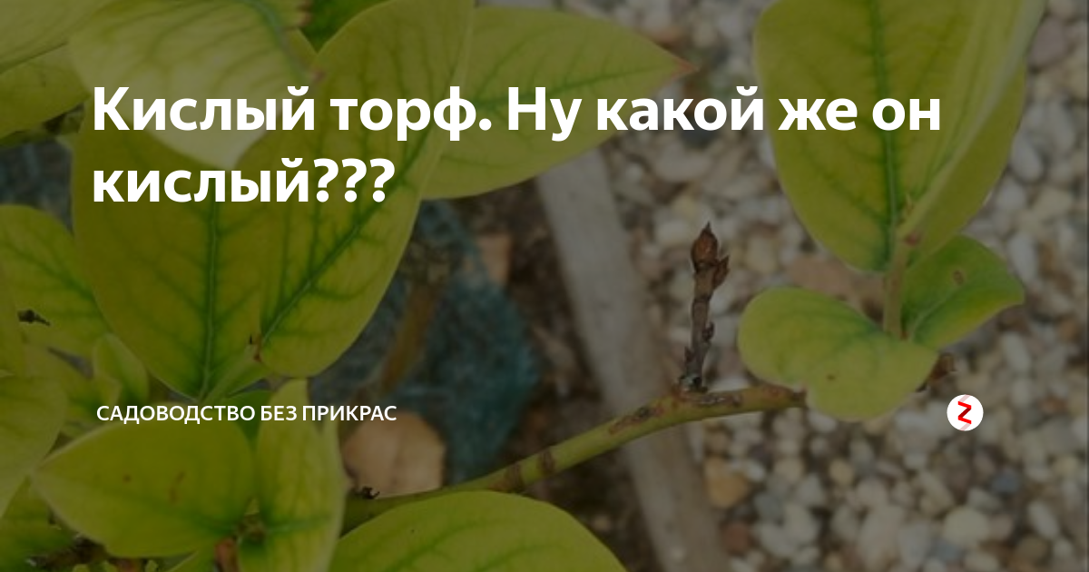 Кислый торф. Ну какой же он кислый??? | Садоводство без прикрас | Дзен