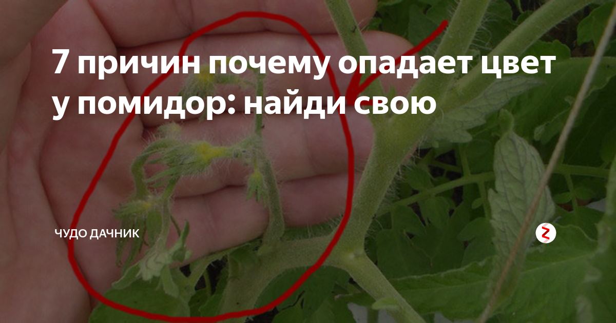 Почему у томатов опадает цвет. Засыхают цветы у томатов. Опадает цвет на помидорах. Помидоры, осыпаются цветы. Помидоры сохнут кисти