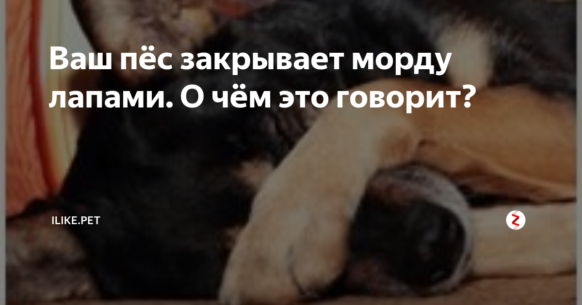Собака прикрывает лицо лапой мем Working Under Pressure Relievers QUOTE CARDS Quote cards, Under pressure, Seeker