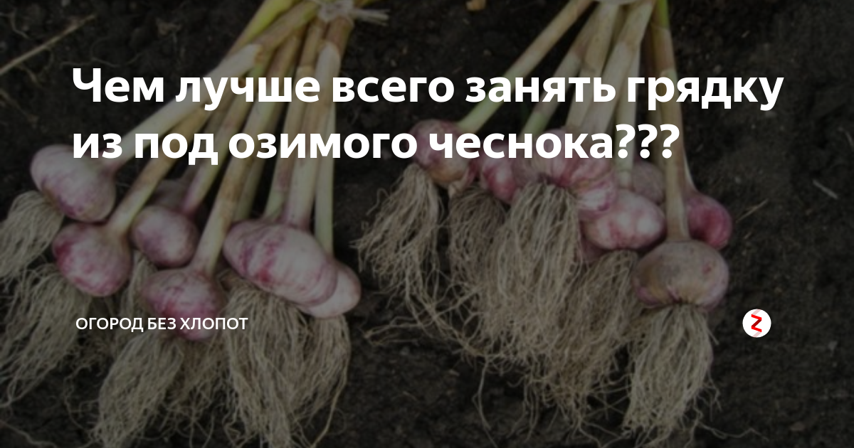 Когда надо выкапывать чеснок зимний. Сроки уборки чеснока озимого. Выкапываем чеснок. Когда надо выкапывать чеснок озимый. Когда выкапывать чеснок.