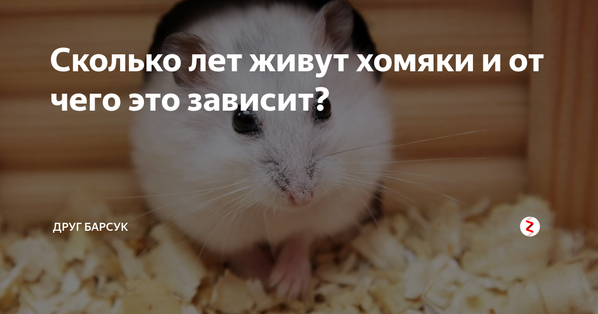 сколько живут хомяки в среднем
