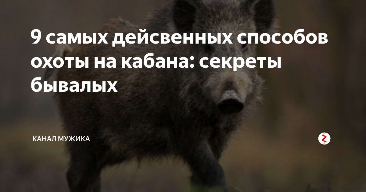 9 самых дейсвенных способов охоты на кабана: секреты бывалых | канал ...