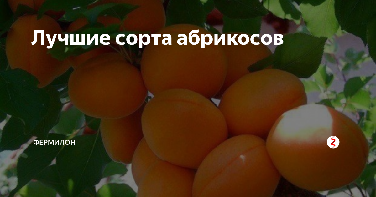 Абрикос партизан. Абрикос колеровка сорт. Абрикос Авиатор. Низкорослые сорта абрикоса для Черноземья. Самый большой абрикос.