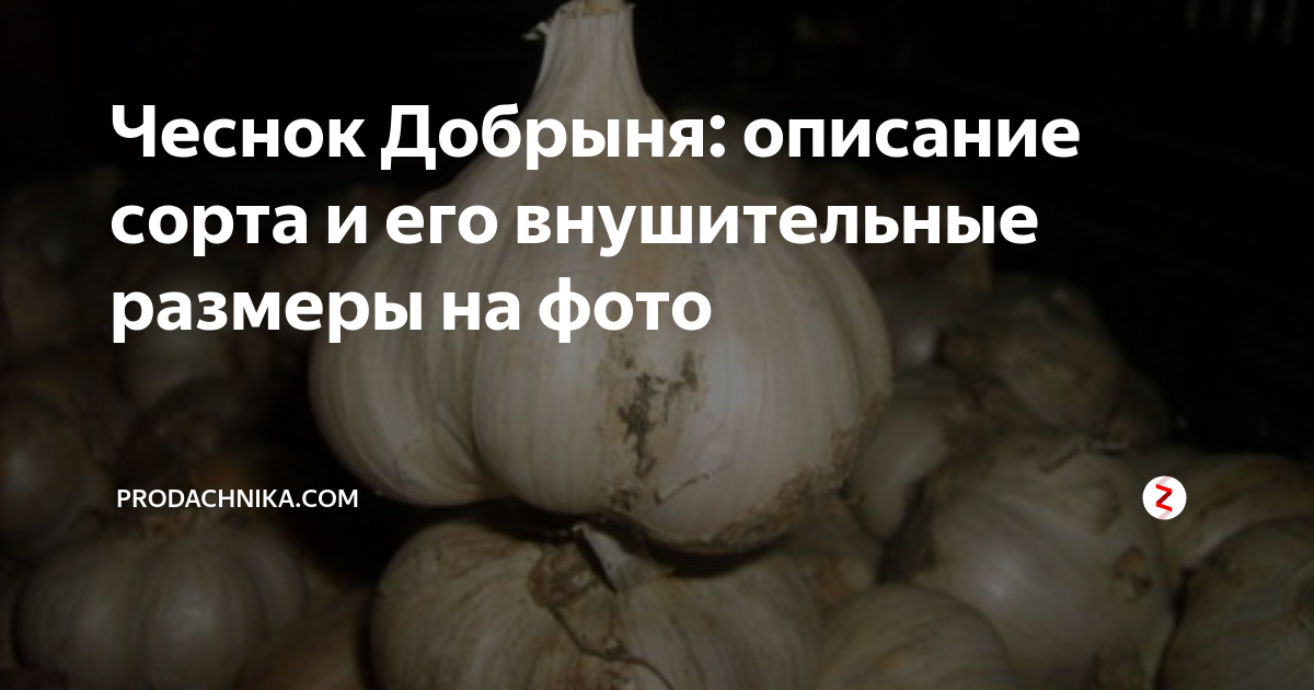 Купить семена Чеснок озимый ДОБРЫНЯ ,5 калибр /Пенза/ 1 кг в Новосибирске - Дом 