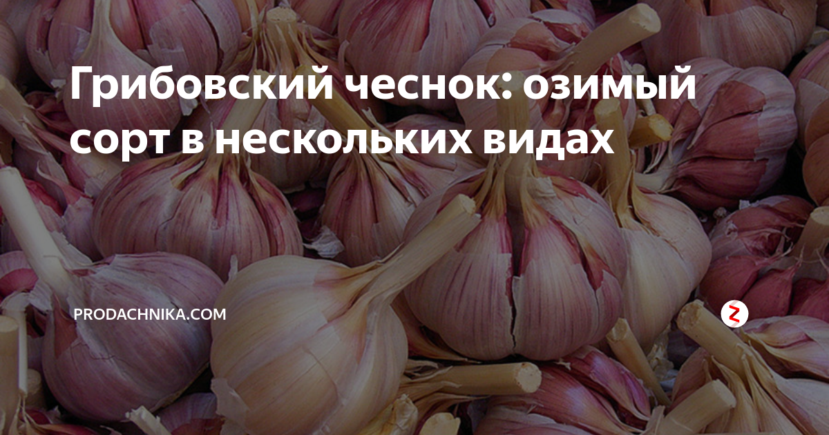 Грибовский чеснок озимый описание. Как ложить чеснок на зуб.