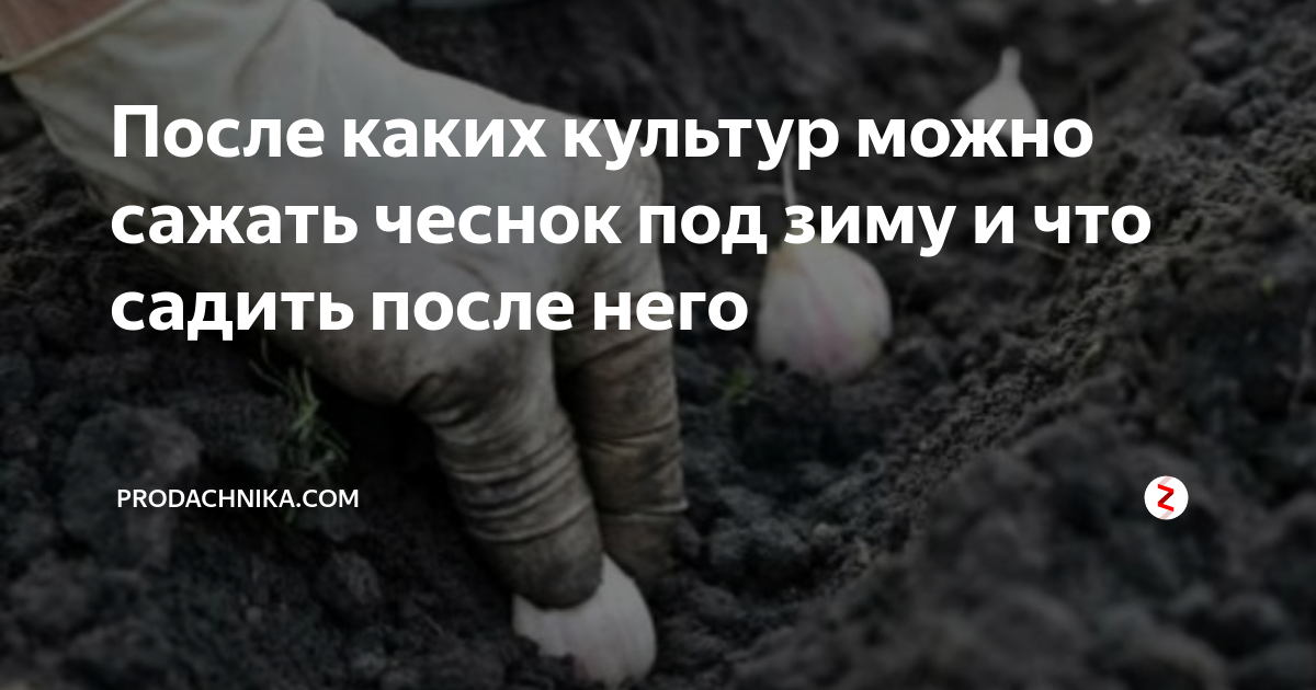 После чего можно сажать чеснок весной. После каких культур можно сажать чеснок. После чего сажать чеснок. После чего сажать чеснок под зиму. После чего сажать чеснок осенью.